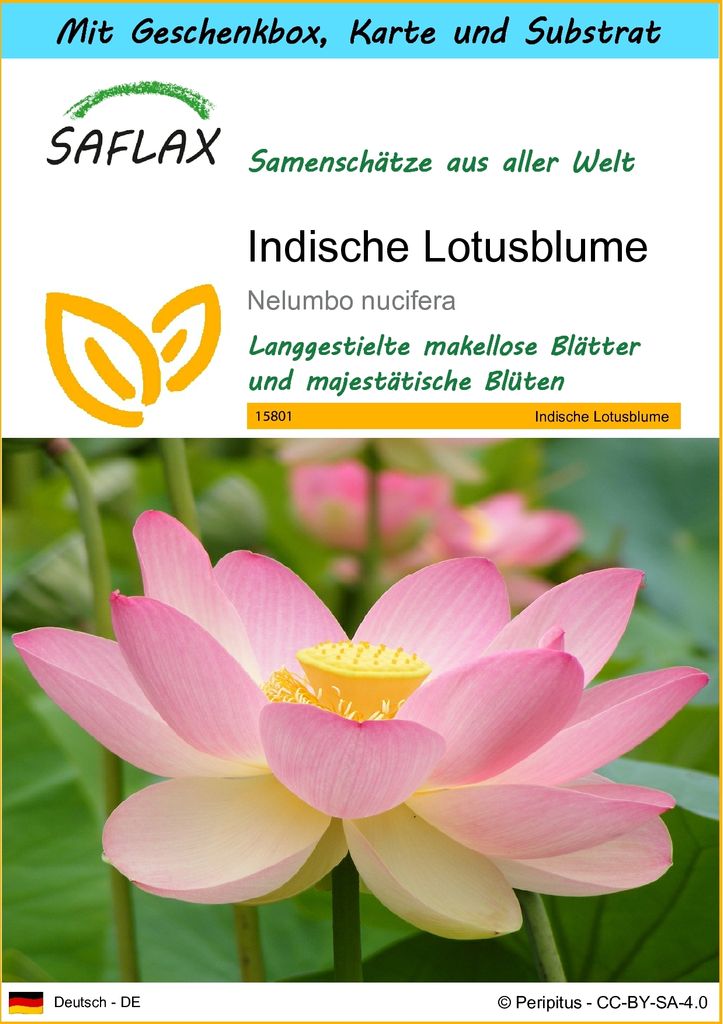 SAFLAX Geschenk Set - Indische Lotusblume - Nelumbo Produktbild 