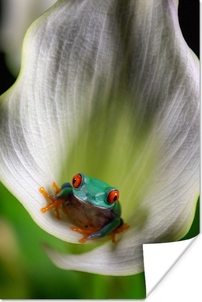 MuchoWow Poster Nahaufnahme eines Frosches in einer Blume 120x180 cm - Kunstposter