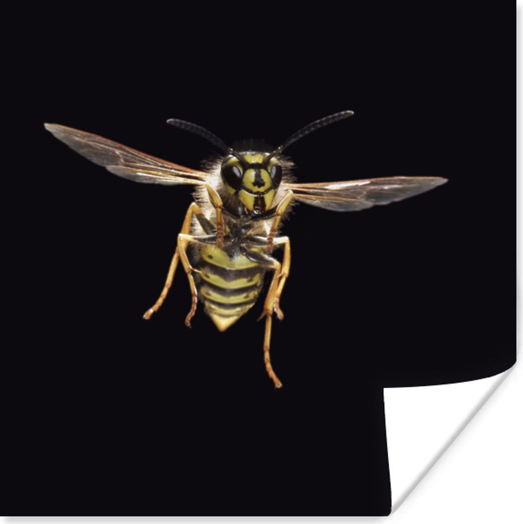 MuchoWow Poster Wespe - Insekten - Porträt 50x50 cm