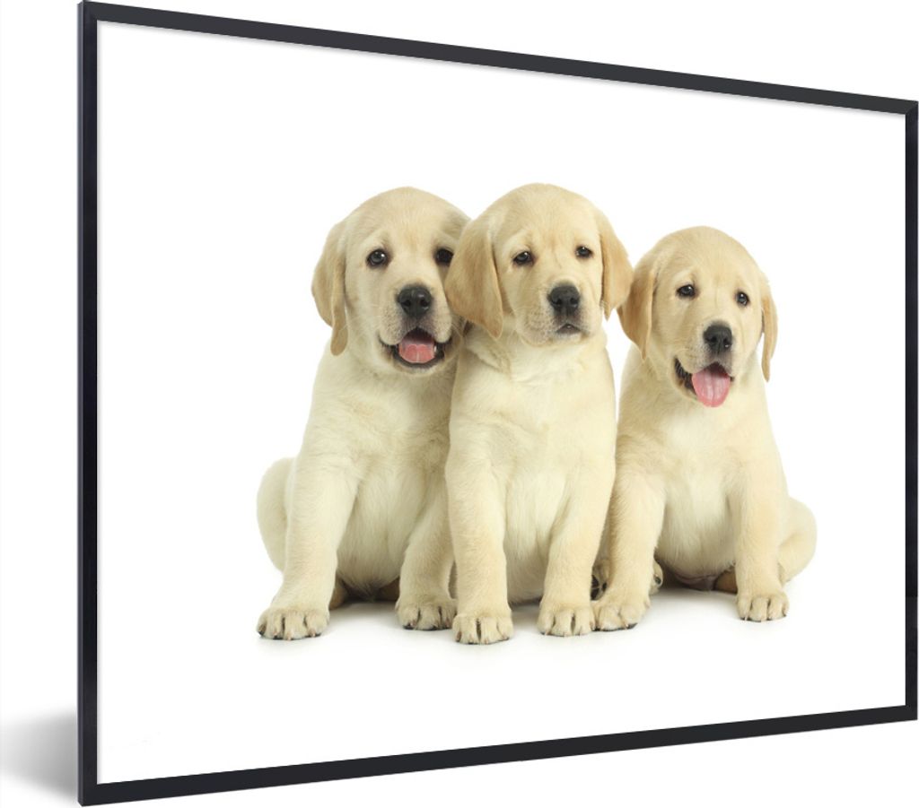 MuchoWow Gerahmtes Poster Bezaubernde Labrador Retriever Welpen 80x60 cm - Poster mit Schwarzem Bilderrahmen Wandposter Rahmen Foto Bilder - Schw...