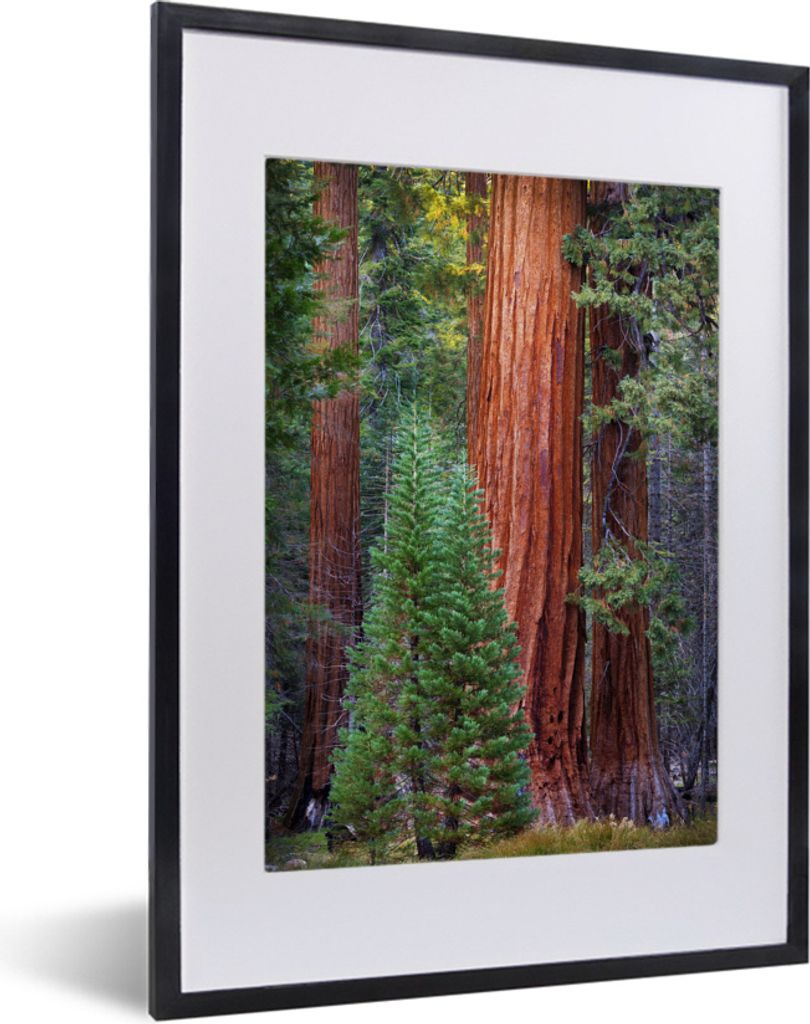 MuchoWow MuchoWow Gerahmtes Poster Ein Redwood-Baum im Wald 30x40 cm - Poster mit zchwarzem Bilderrahmen - Wandposter Schlafzimmer