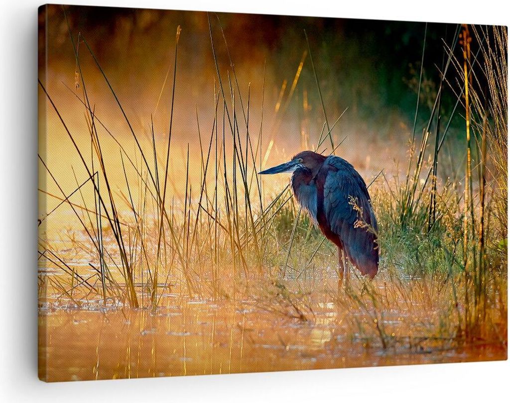 Bild auf Leinwand - Leinwandbild - Vogel Natur Wasser - 70x50cm - Wand Bild - Wanddeko - Wandbilder - Leinwanddruck - Bilder - Kunstdruck - Wanddek...