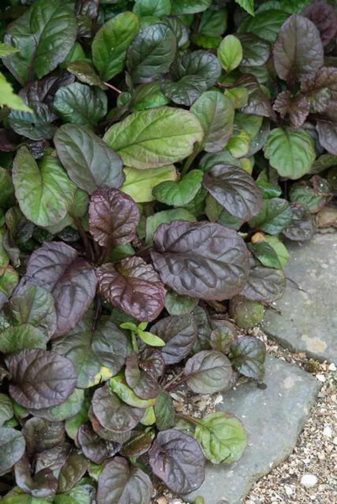 Ajuga reptans Catlins Giant : Adieu les mauvaises herbes avec 12 plants