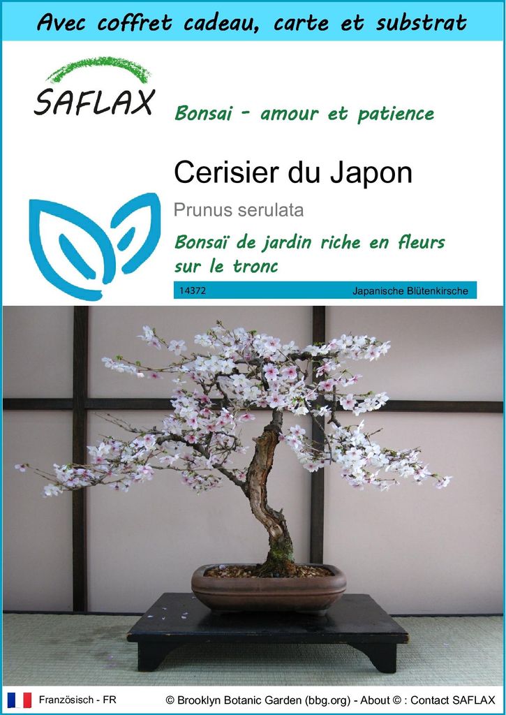 SAFLAX Ensemble-cadeau - Cerisier du Japon - 30 graines - Image du produit 