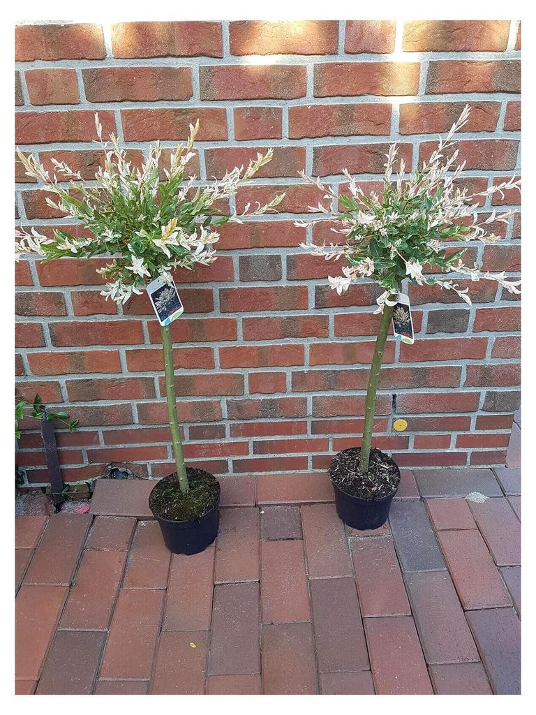 2 Stück Salix int. Hakuro Nishiki, Harlekinweide, Höhe: 100-110 cm + Startdünger