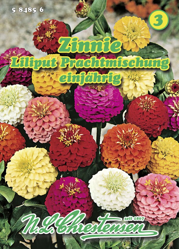Zinnie Liliput PrachtMischung | Zinniensamen von N.L. Chrestensen