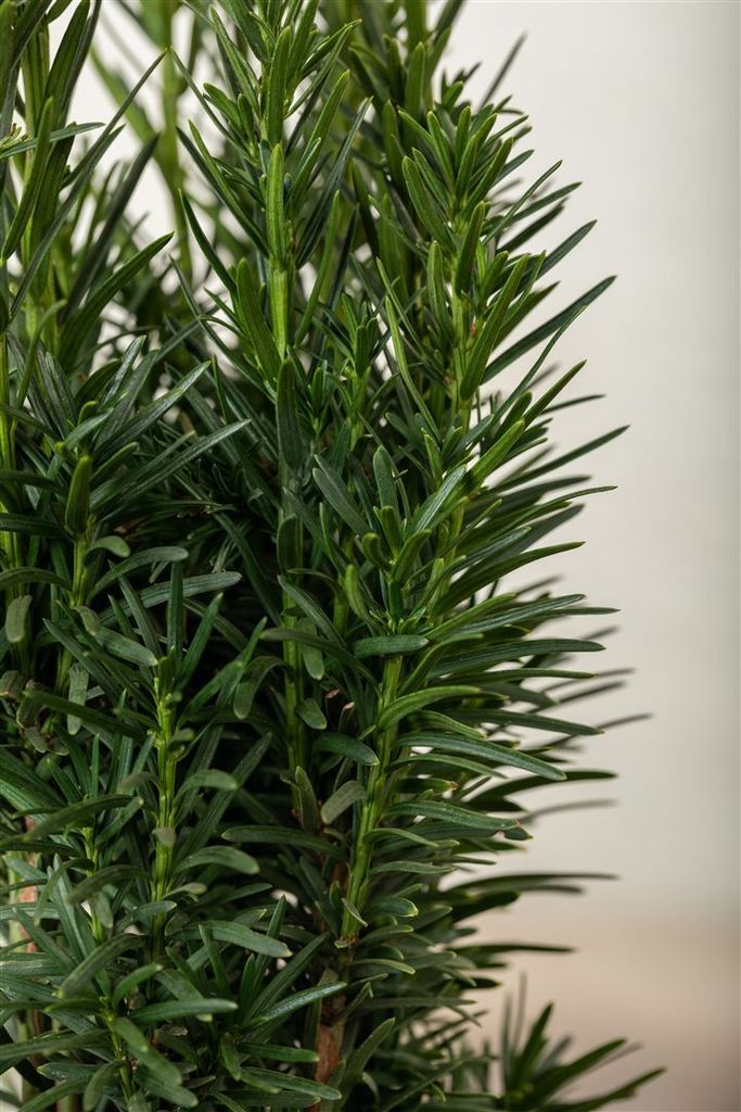 Taxus baccata 'Fastigiata Robusta', Suleneibe, 3040 cm