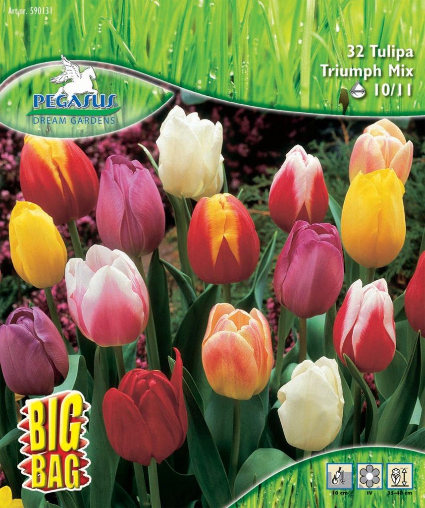 Pegasus Herbstblumenzwiebel Big Bag Triumph Tulpe Mischung Produktbild 