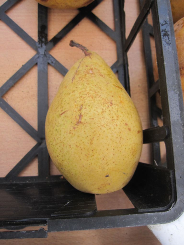 Pyrus communis Pastorenbirne - Winterbirne Pastorenbirne