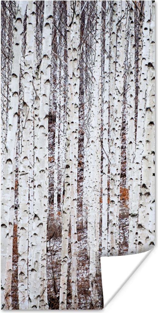 MuchoWow Poster Mehrere schwarze und weiße Baumstämme in einem Wald 75x150 cm - Dekoration für die Wände