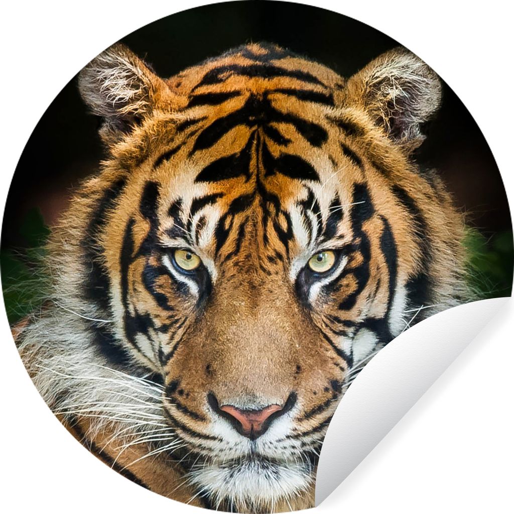 MuchoWow Runde Wandtattoo - Wandsticker Tapete Aufkleber Sumatra-Tiger vor einem schwarzen Hintergrund Ø 80 cm Selbstklebend und Repositionierba...