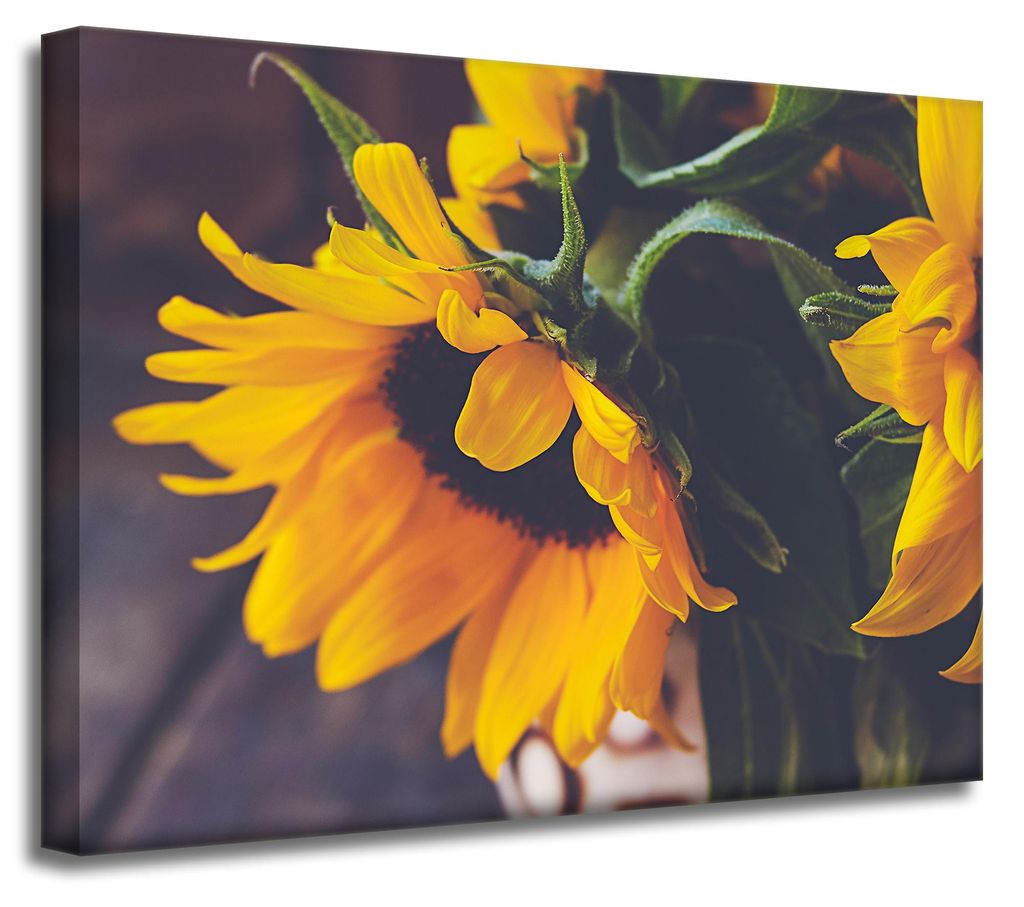 Leinwanddruck Botanik Sonnenblumen 40x30 cm