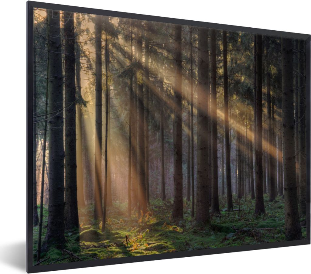 MuchoWow Gerahmtes Poster Bäume - Wald - Sonne - Pflanzen 80x60 cm - Poster mit Schwarzem Bilderrahmen Wandposter Rahmen Foto Bilder - Schwarzem...
