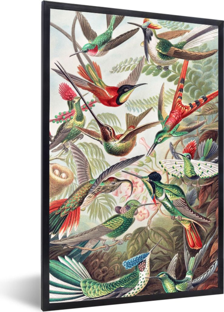 MuchoWow Gerahmtes Poster Kolibri - Vintage - Ernst Haeckel - Vogel - Kunst - Natur 40x60 cm - Poster mit Schwarzem Bilderrahmen Wandposter Rahme...