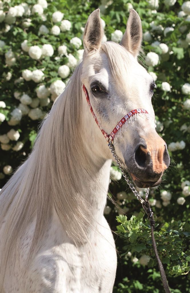 TREFL Puzzle World of Horses: Portrait eines weißen Mannes Produktbild 