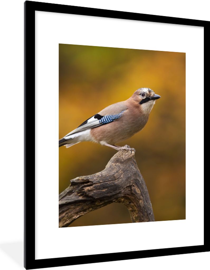 MuchoWow Gerahmtes Poster Vogel - Zweig - Eichelhäher 60x80 cm - Poster mit Schwarzem Bilderrahmen Wandposter Rahmen Foto Bilder - Wohnzimmer - ...
