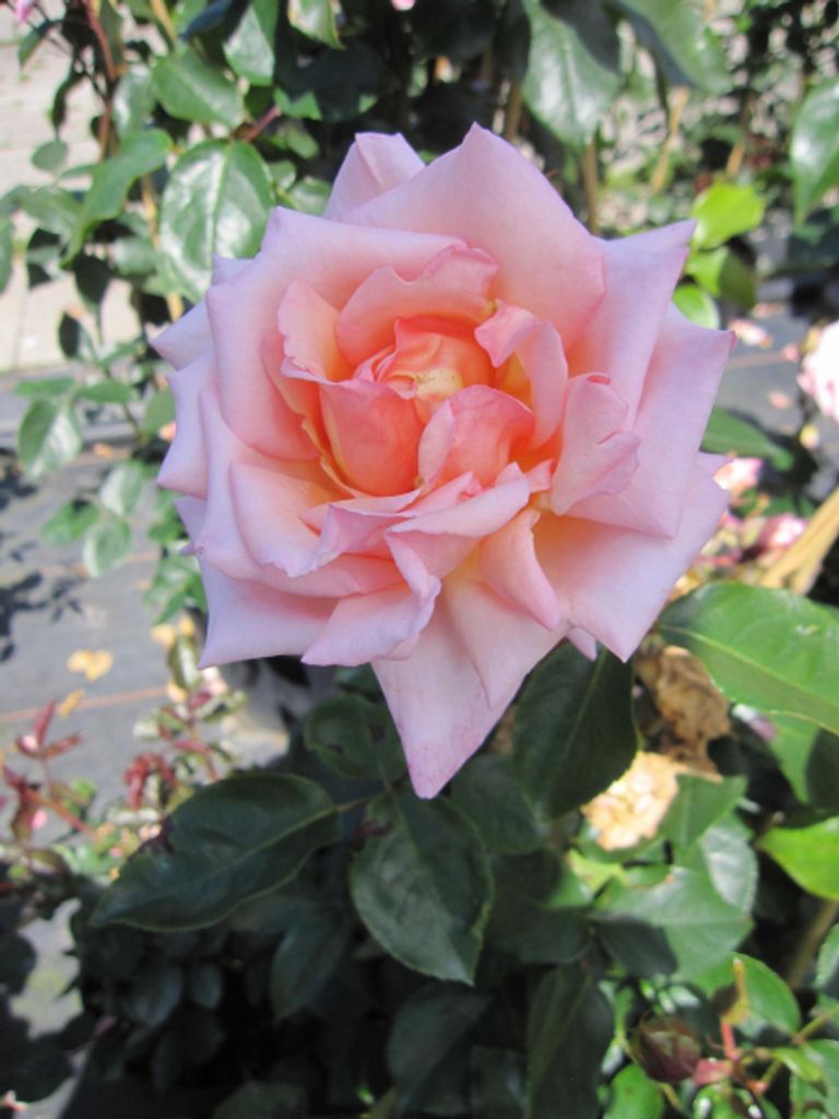 Rosa Compassion - syn. Belle des Londres - Kletterrose - Harkness-Rose - ADR-Rose