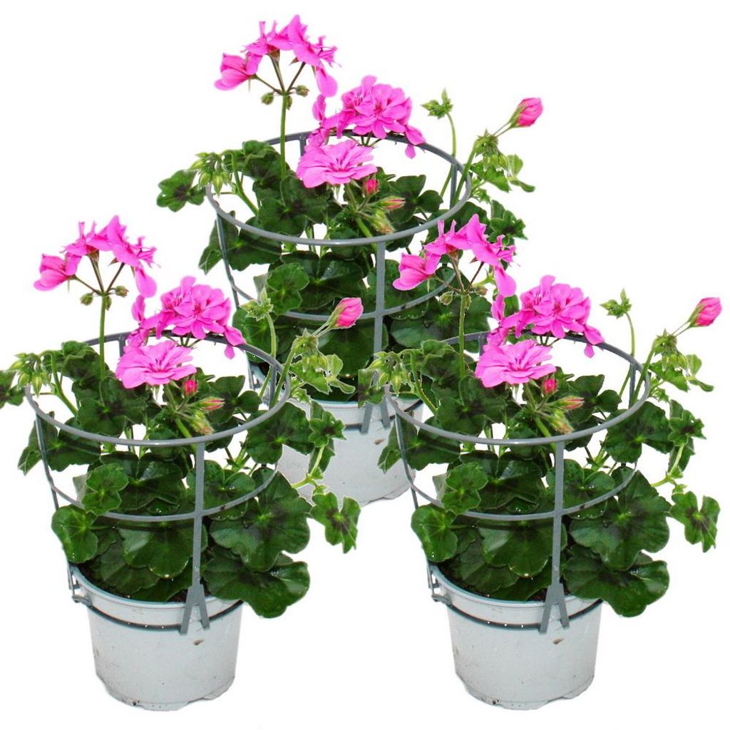 Závěsné muškáty – Pelargonium peltatum – 12cm květináč – Obrázek produktu 