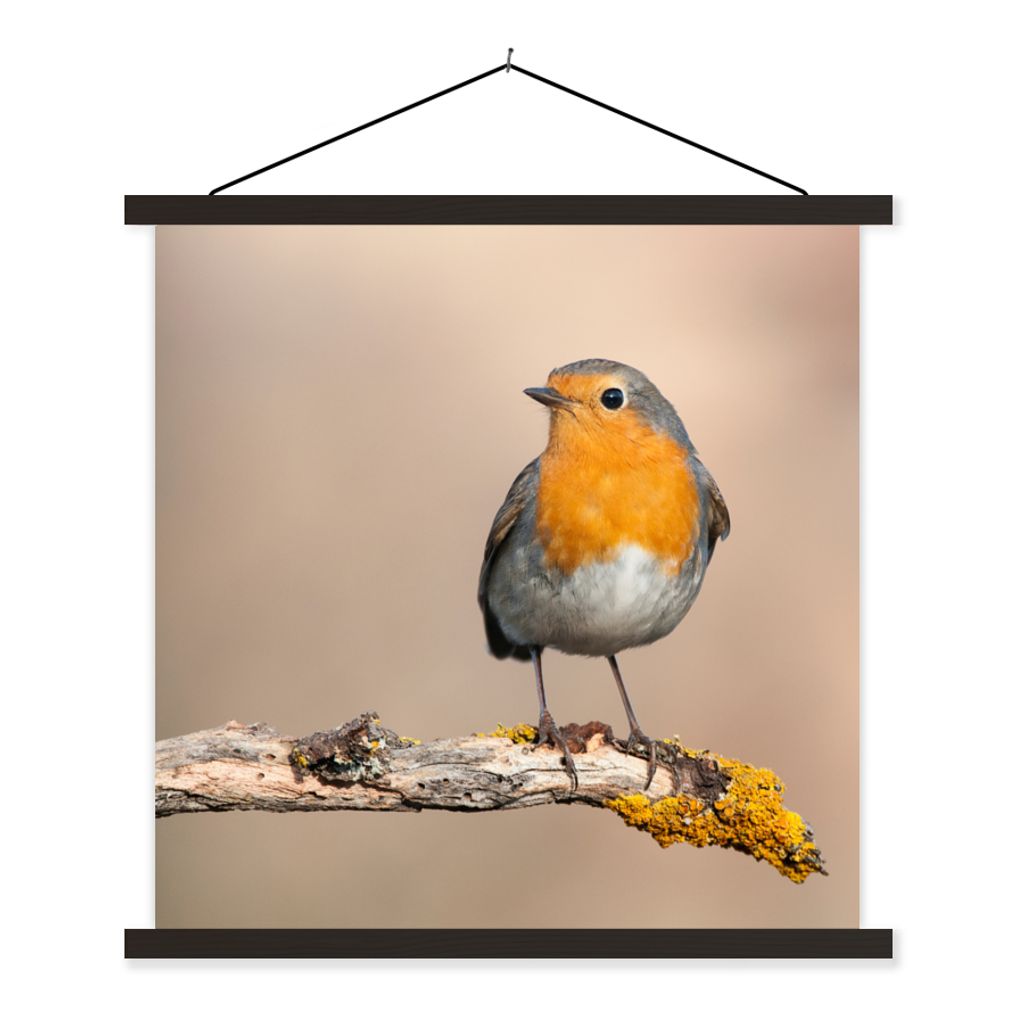 MuchoWow Textilposter Rotkehlchen - Vogel - Zweig - Tiere 120x120 cm mit schwarzem Rahmen - Aufhängungsset
