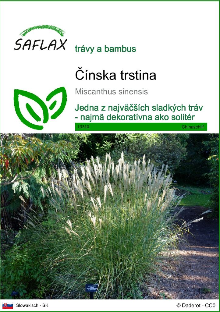 SAFLAX - Čínska trstina - Miscanthus sinensis - 200 Semená Obrázok produktu 