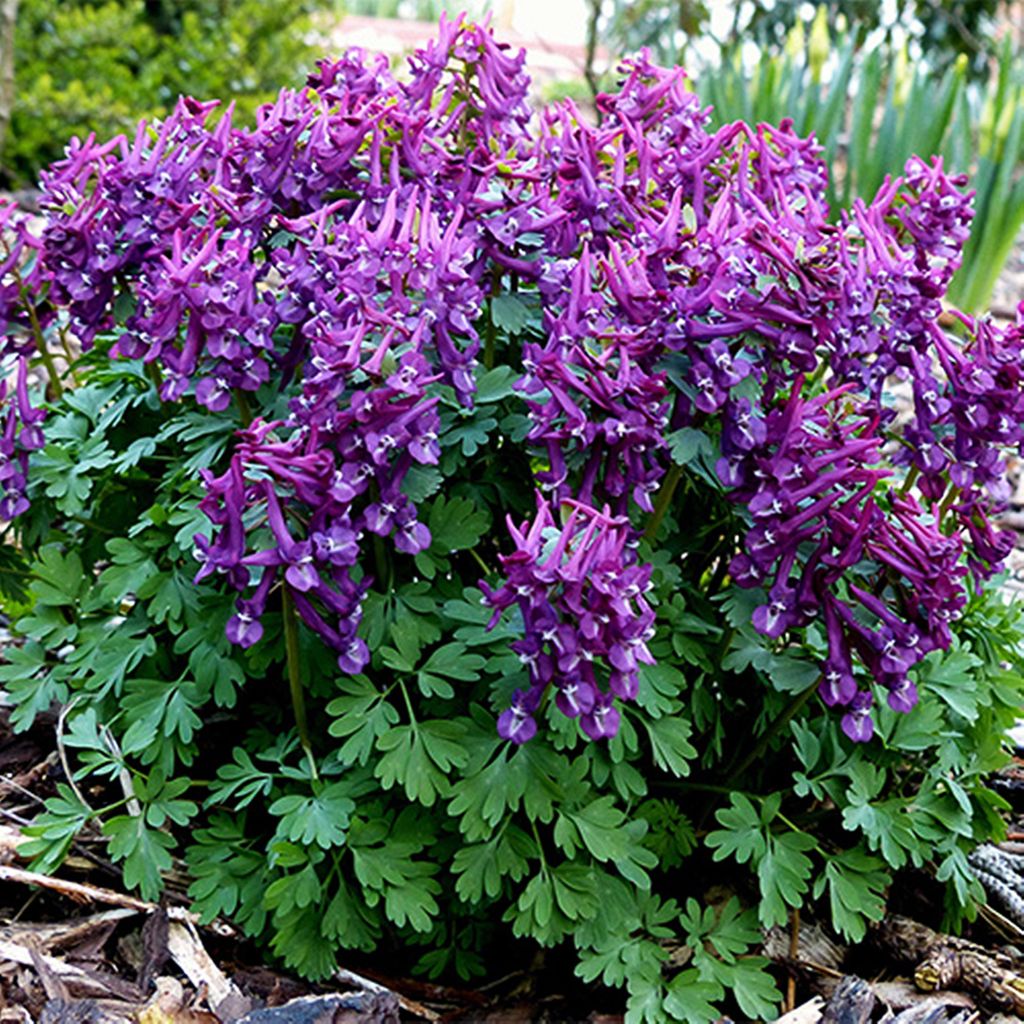 Kvetinové cibuľky Cibuľky Kvety Corydalis Corydalis Purple Obrázok produktu 