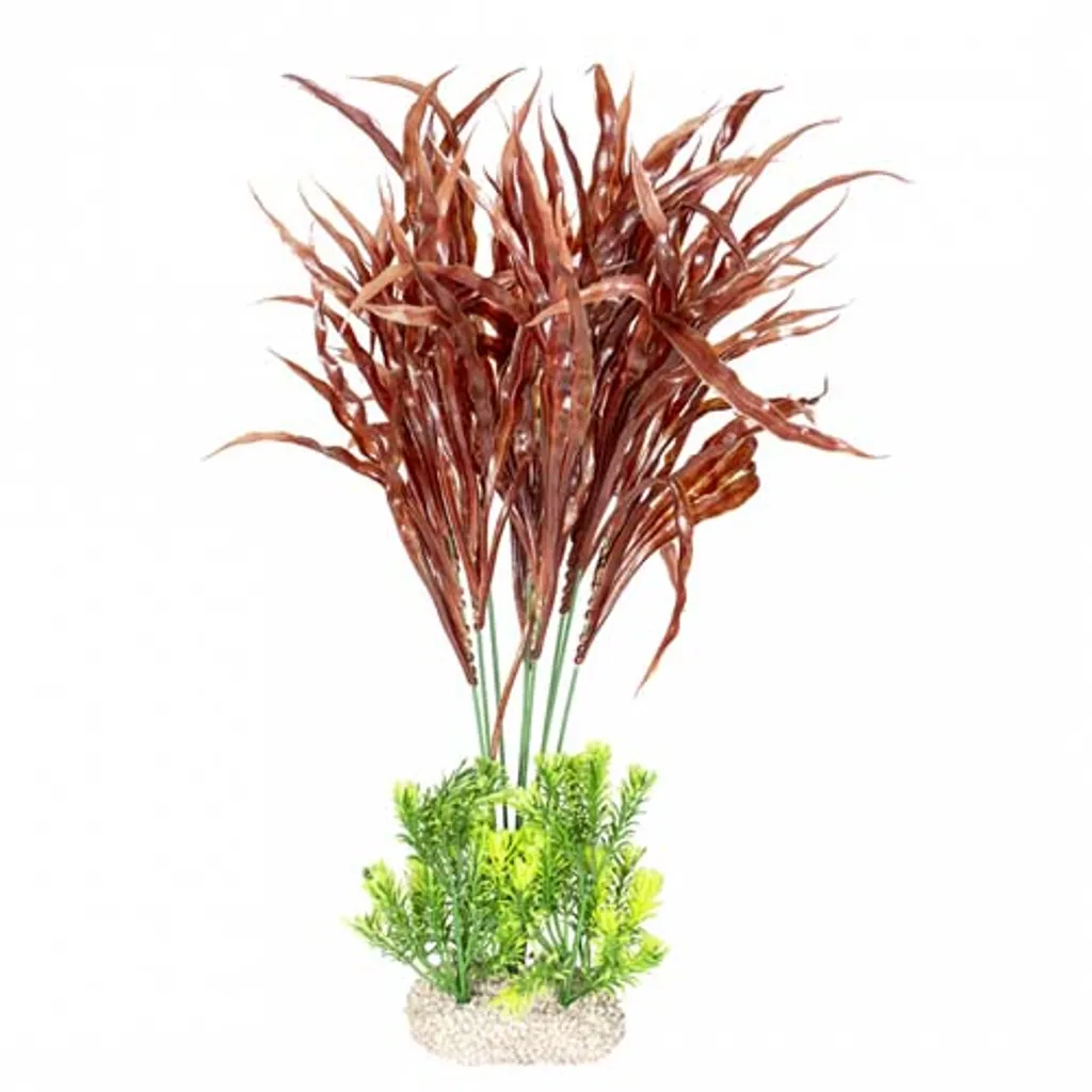 Aqua Della Fougère de Java Plante Aquarium Naturelle Microsorum - 20cm - 2