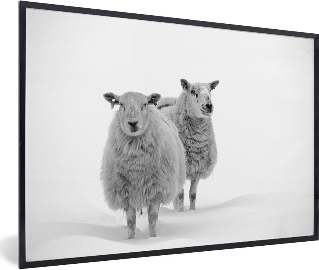 MuchoWow Gerahmtes Poster Schafe - Schnee - Weiß 90x60 cm - Poster mit Schwarzem Bilderrahmen Wandposter Rahmen Foto Bilder - Fotorahmen - Foto-...