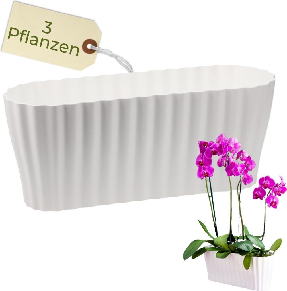 A white planter with purple orchids.