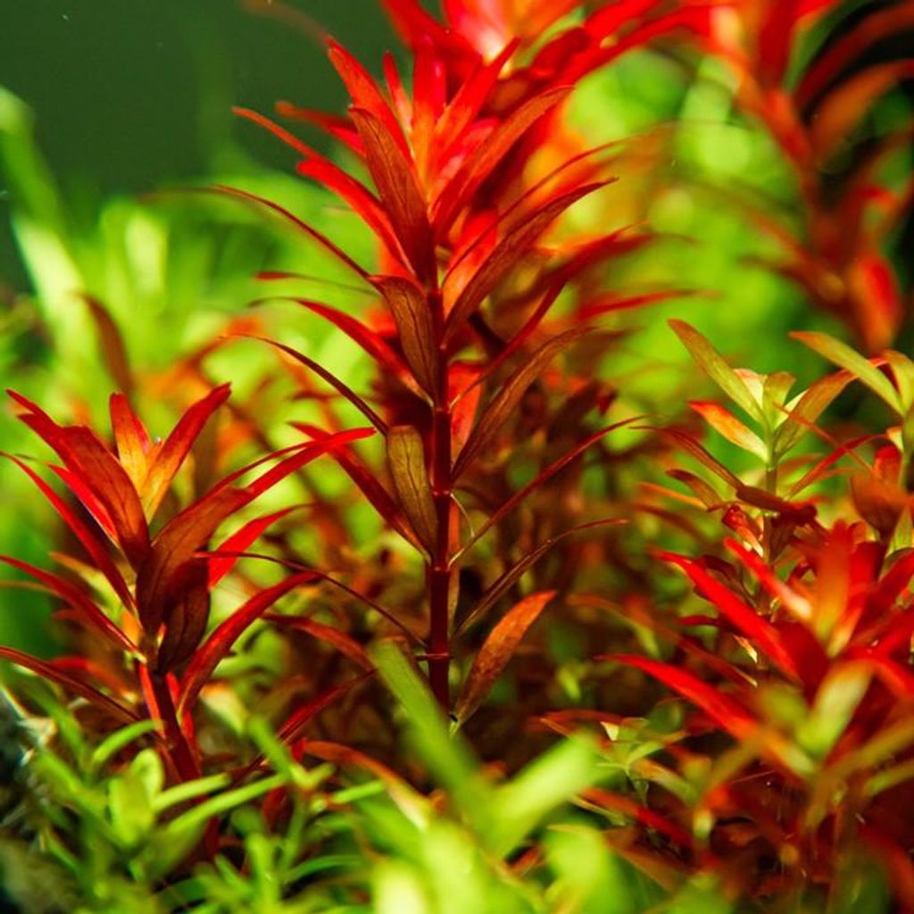Aquarium Pflanze Rotala rotundifolia 'Blood Red' Tropica Produktbild 