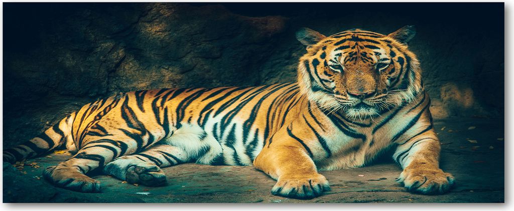 Tulup Küchenrückwand Spritzschutz aus Glas -125x50 -Spritzschutz auf gehärtetes Glas Deko Tiere Tiger in Höhle