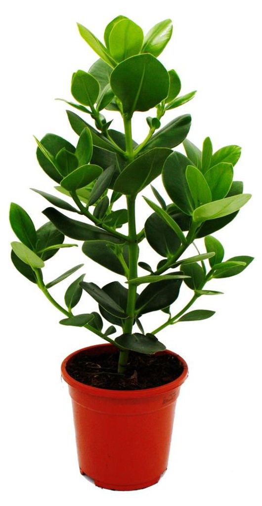 Balsamapfel - Clusia major - ca. 55-65 cm - 17cm Topf - Produktbild 