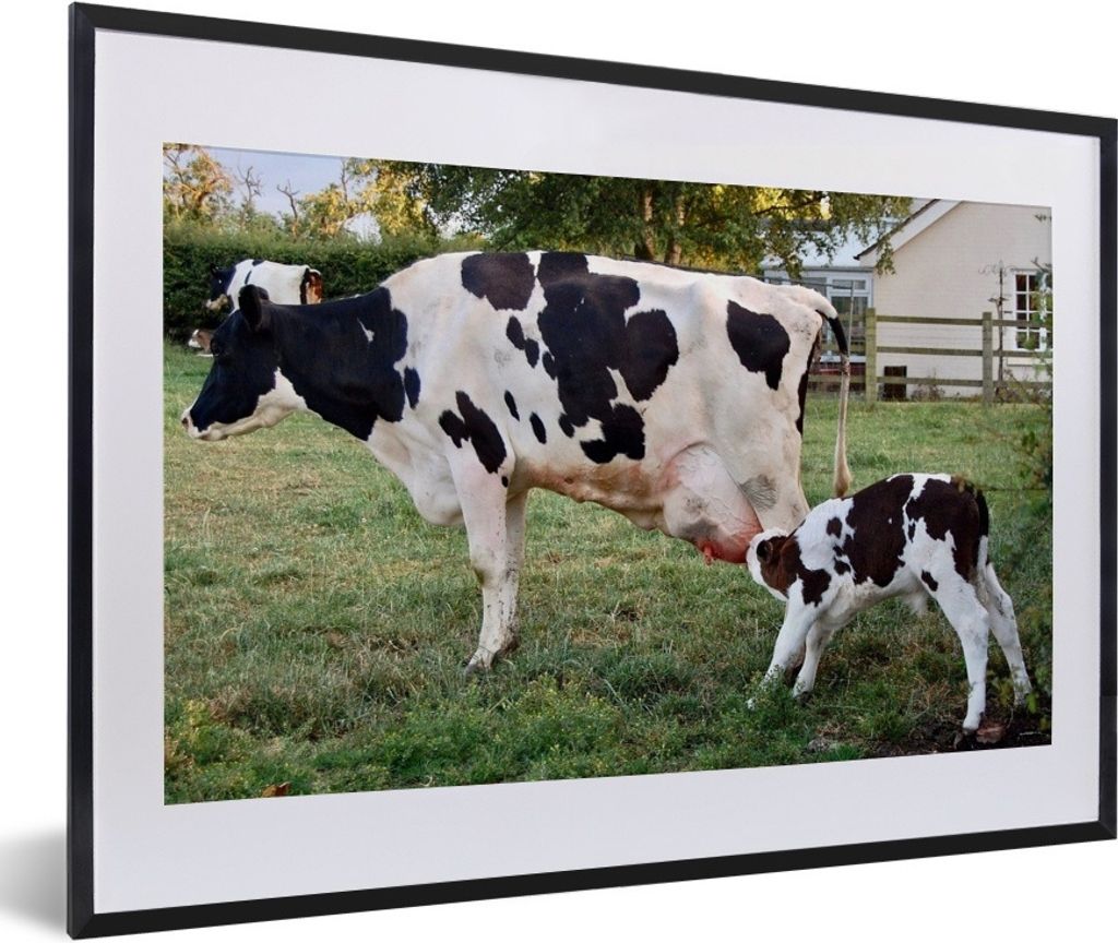 MuchoWow Gerahmtes Poster Kuh - Kalb - Bauernhof 60x40 cm - Poster mit Schwarzem Bilderrahmen Wandposter Rahmen Foto Bilder - Schlafzimmer - Plak...