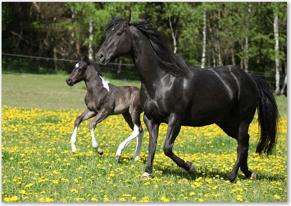 Tulup Glas-Bild - 100 x 70 - Wandbild aus Glas - Wandkunst - Wandbild hinter gehärtetem Sicherheitsglas - Tiere - Stute mit Fohlen - Gelb