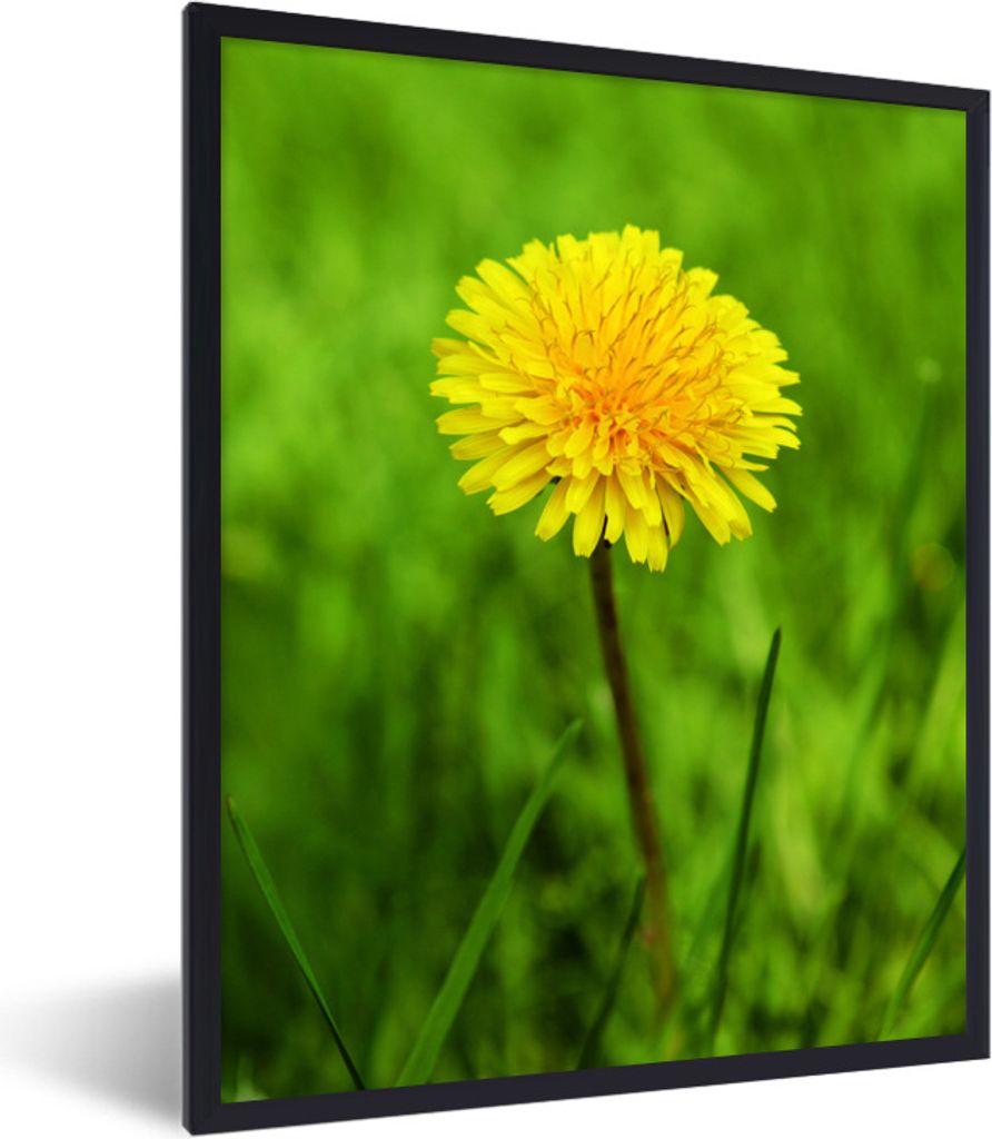 MuchoWow Gerahmtes Poster Gras - Löwenzahn - Blühend 60x80 cm - Poster mit Schwarzem Bilderrahmen Wandposter Rahmen Foto Bilder - Premium - Wan...