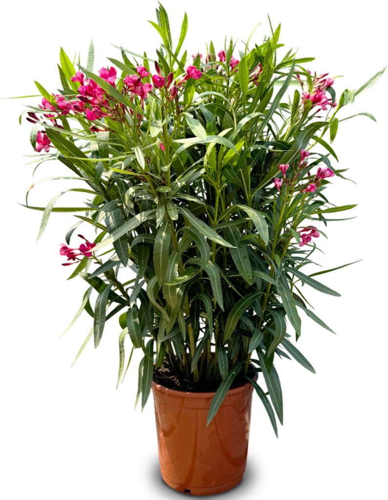A potted plant with pink flowers and green leaves against a white background.