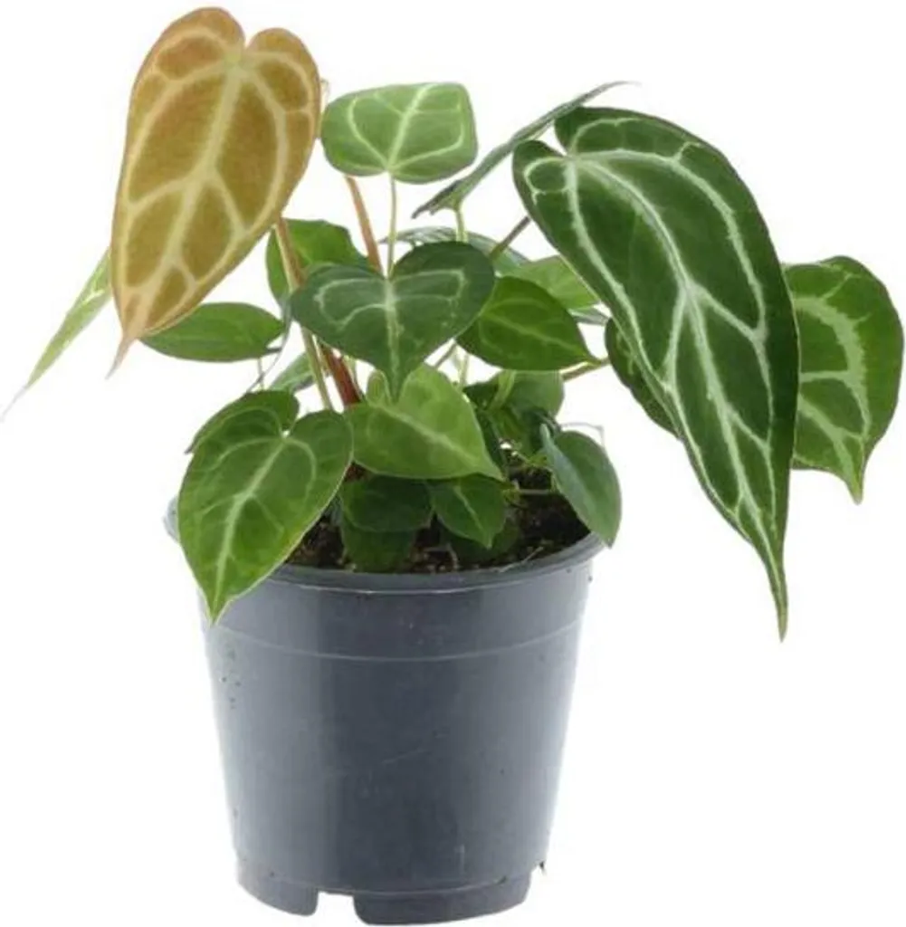 Anthurium Crystallinum – Fiore di fenicottero – Pianta da appartamento ↕35 cm – Ø12 cm – Pianta esotica con foglie a forma di cuore e venature bianche – Pianta decorativa per soggiorno e ufficio