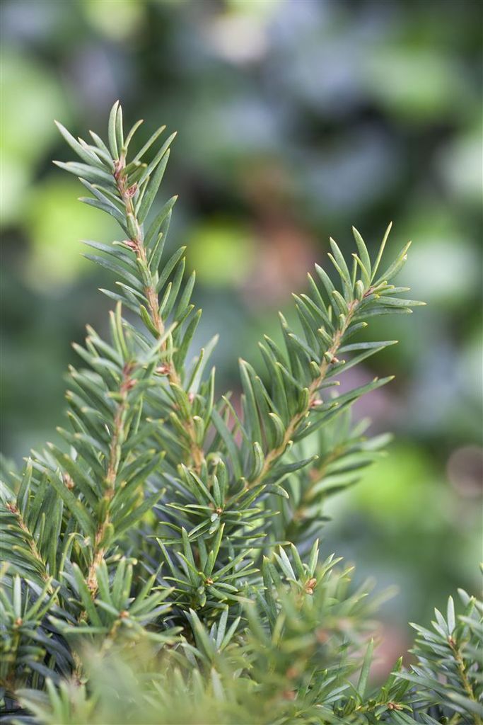 Taxus media 'Kazio', Hybrid-Eibe, immergrün, 100–125 cm