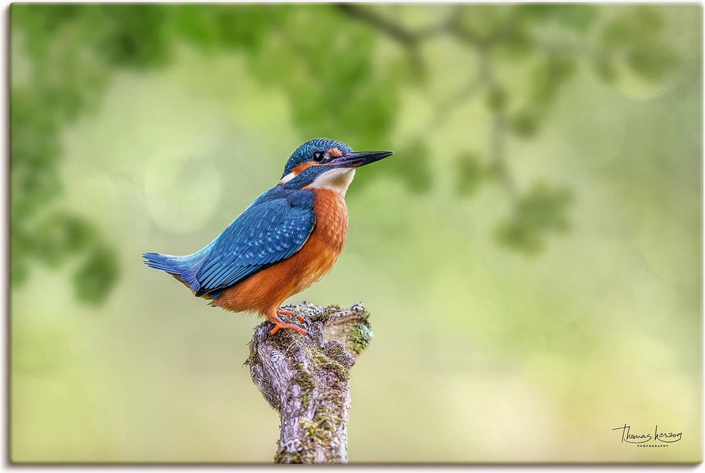 ARTland Leinwandbild Eisvogel I Größe: 30x20 cm