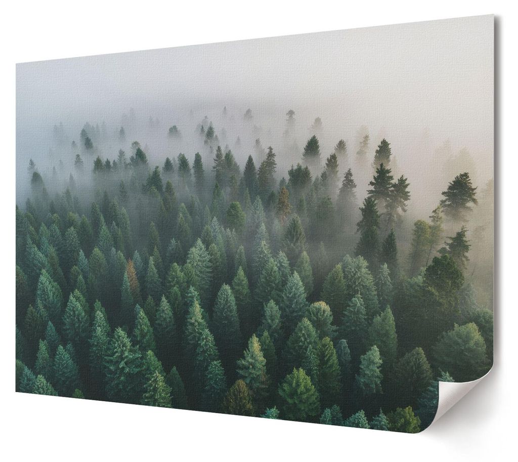 geheimnisvoller Wald - Kunstdruck A4 - Fotografie- Wandbild für Wohnzimmer Schlafzimmer & Flur, Modernes Poster Wanddeko, Ungerahmt