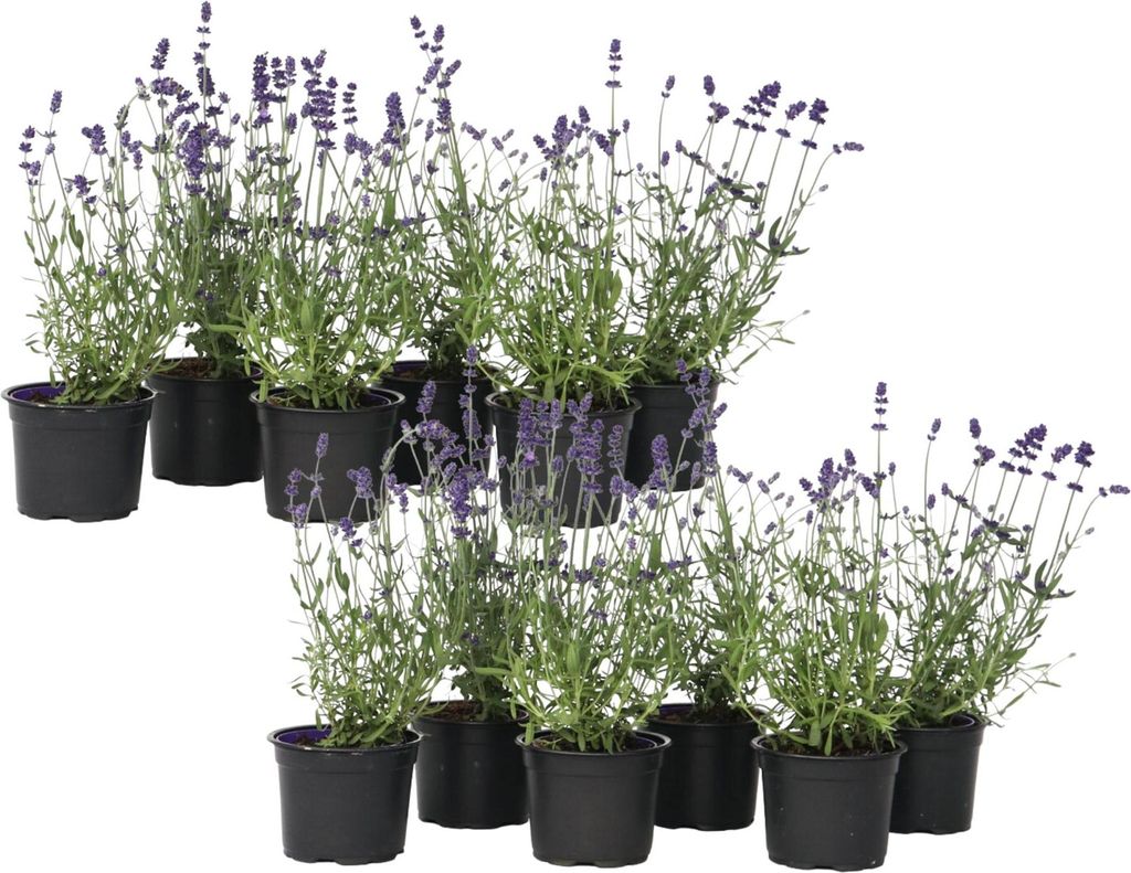 Lawenda wąskolistna - 12 szt - Lavandula angustifolia - Zdjęcie produktu 