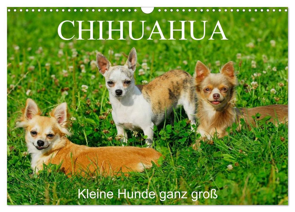 Chihuahua - Kleine Hunde ganz groß (Wandkalender 2027 DIN A3 quer), CALVENDO Monatskalender