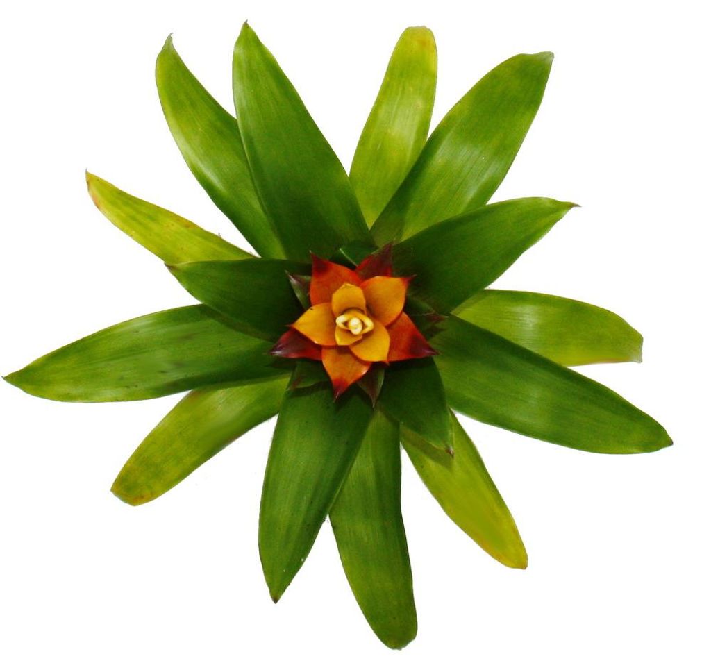 Mini-Guzmanien-Trio - Set mit 3 bunten Bromelien in 3