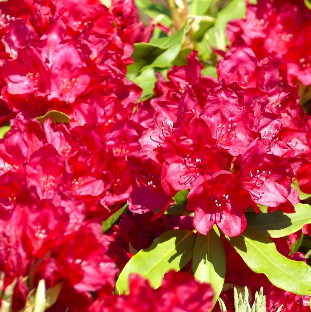 Rhododendron rouge à grandes fleurs 40/50cm : arbuste de terre de bruyère
