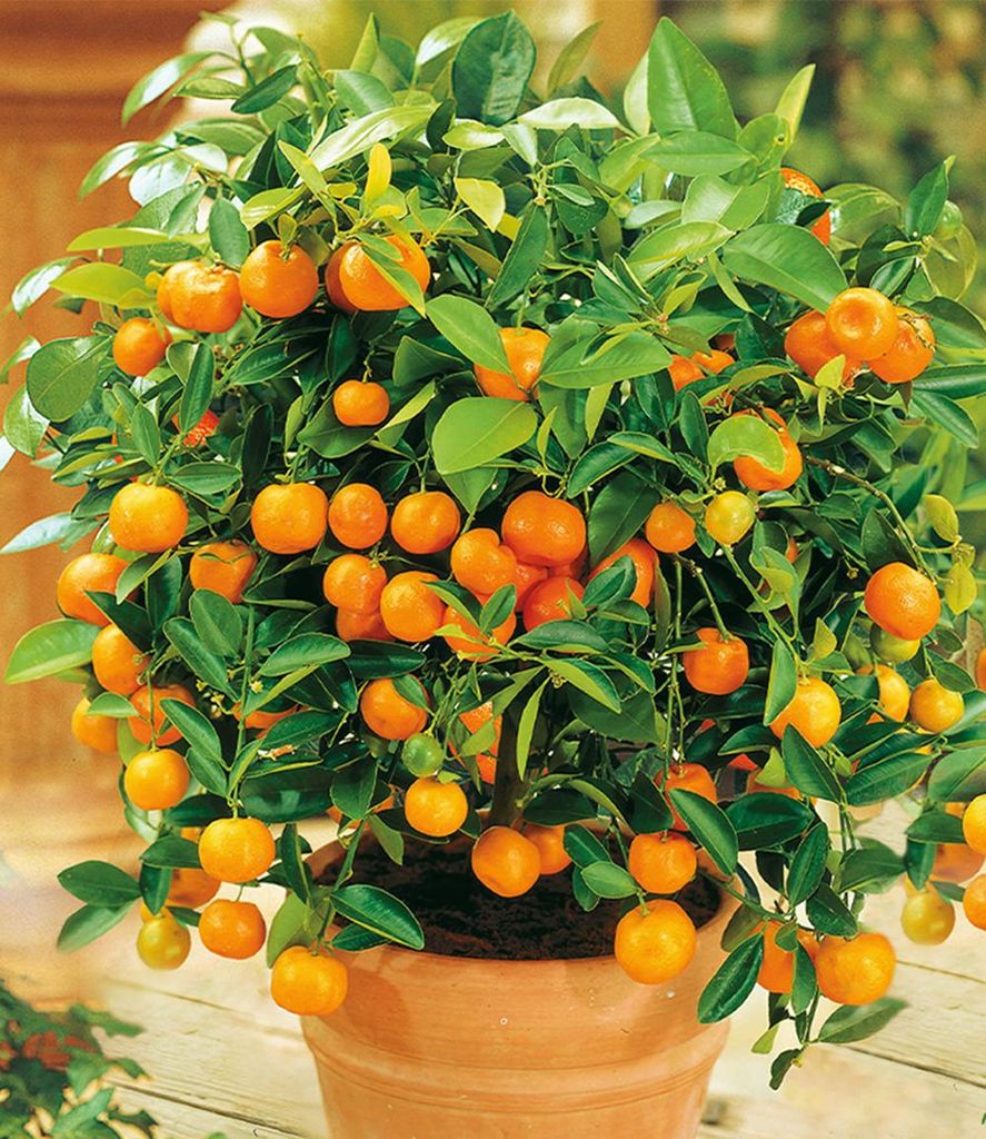 BALDUR Garten 1x Orangen-Bäumchen, Pflanze im 12 cm-Topf, Produktbild 