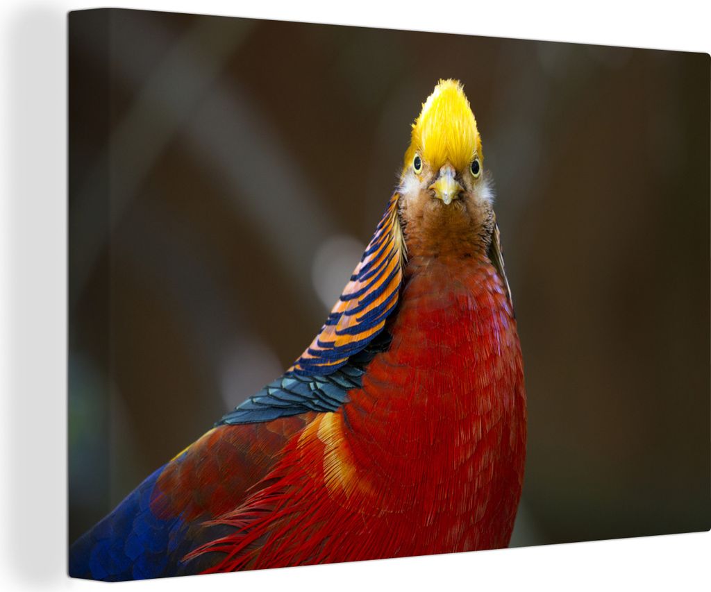 OneMillionCanvasses - Leinwandbilder - 150x100 cm, Fasan - Gold - Tiere, Wandbilder Kunstdruck Wanddekoration