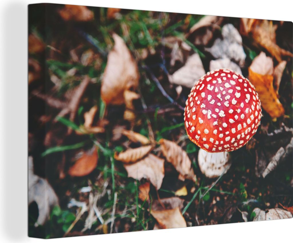OneMillionCanvasses - Leinwandbilder - 150x100 cm, Herbst - Pilz - Blätter - Natur, Wandbilder Kunstdruck Wanddekoration - Foto auf Leinwand - G...
