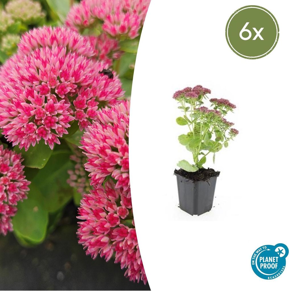 Fette Henne - Sedum telephium 'Herbstfreude' - latwa w Zdjęcie produktu 