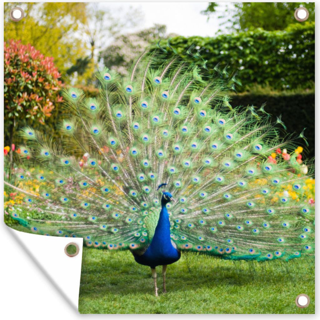MuchoWow 50x50 cm Outdoor-Poster Gartendeko Sichtschutz Garten Poster für den Garten Pfau - Federn - Garten