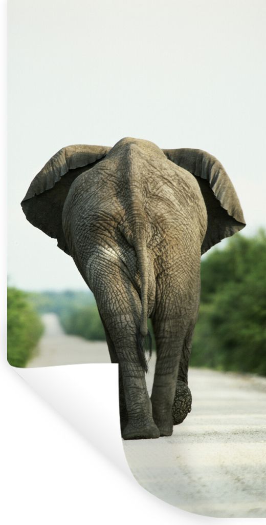 MuchoWow Wandtattoo Wandsticker Wandaufkleber Elefant - Kröte - Tiere - Natur 20x40 cm Selbstklebend und Repositionierbar - Selbstklebend - Foto...