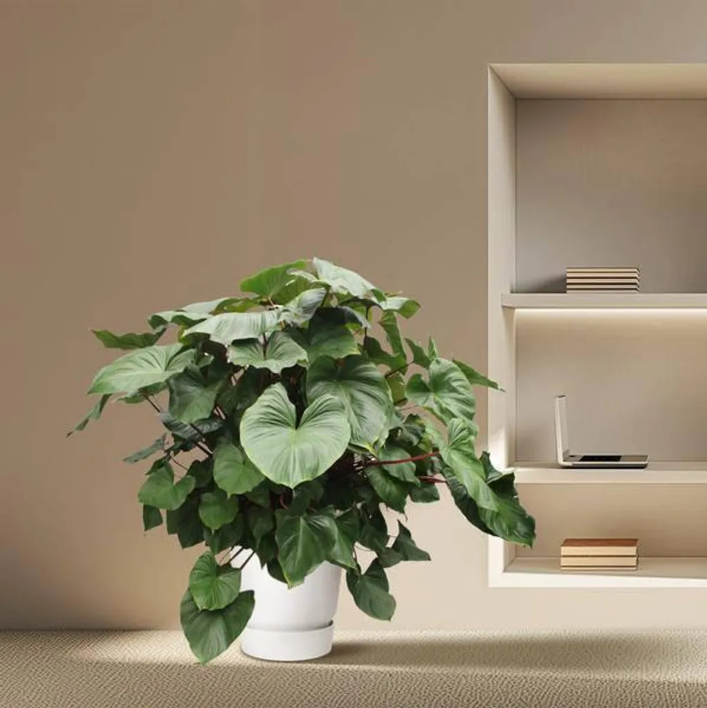 Plante d'intérieur tropicale Homalomena Maggy 170 cm pour salon - 3